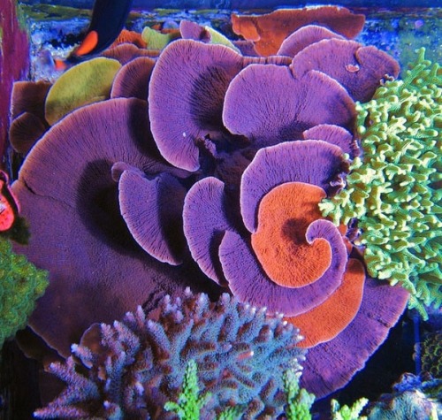 Pisces Coral Idaho Grape Montipora capricornio