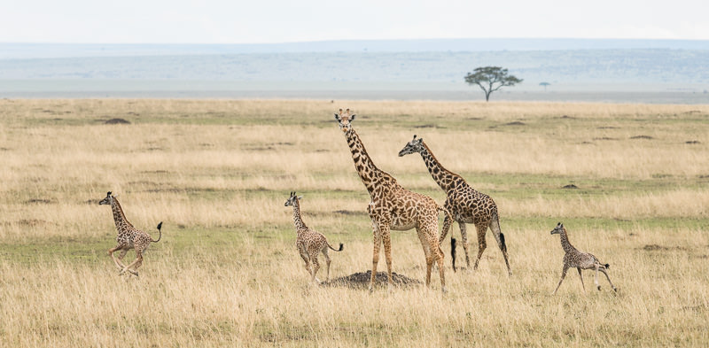 Young Maasai giraffes at play, learning to use their long legs. Maasai Mara National Reserve, Kenya. By Travel Photographer Matt Wicks!