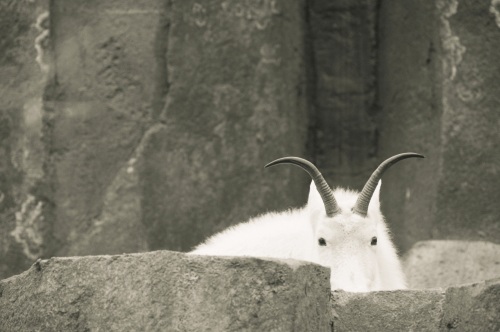 Capricorn the Mountain Goat at home in the rocks!