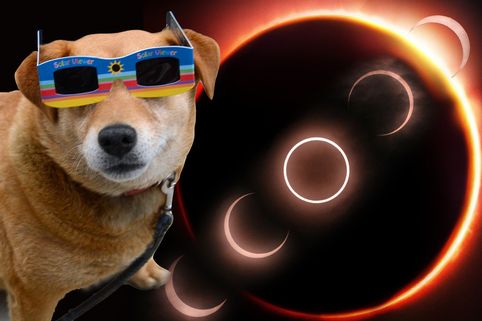 Eclipse Dog Glasses