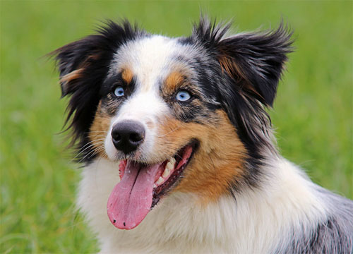 2018 Chinese New Year of the Brown Earth Dog! Australian Shepard