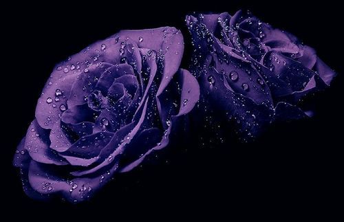 Gemini New Moon A Dark Sky studded with Stars Dark Purple Roses and Dewdrops