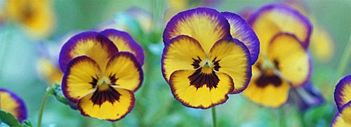 Gemini Pansy Flowers! Full Face to Life!