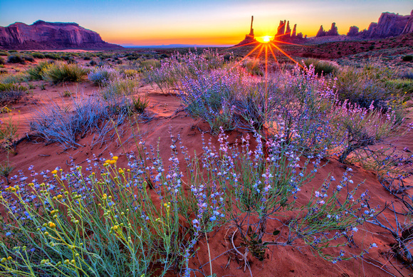 Aries 2019 Sunrise Wildflowers Monument Valley by Lars Leber!
