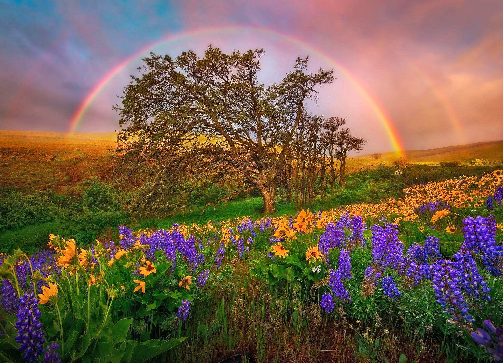 Sagittarius Glorious Rainbow Trees Flowers