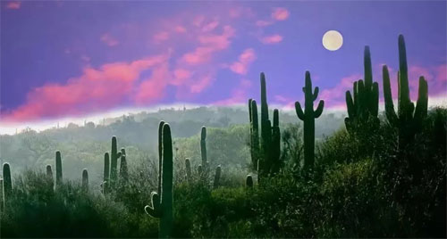 Aries Full Moon 2020 Saguaro Guardians Arizona Spring Beauty