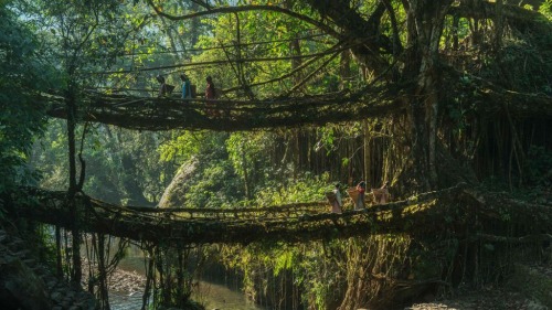 Capricorn 2021 Indigenous centuries old living tree bridges India